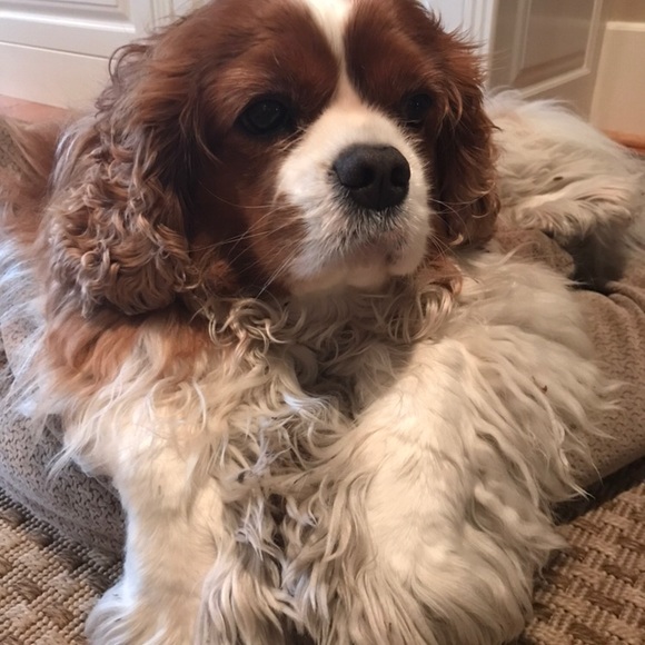 Meet your Posher, Stephanie - Picture 1 of 1